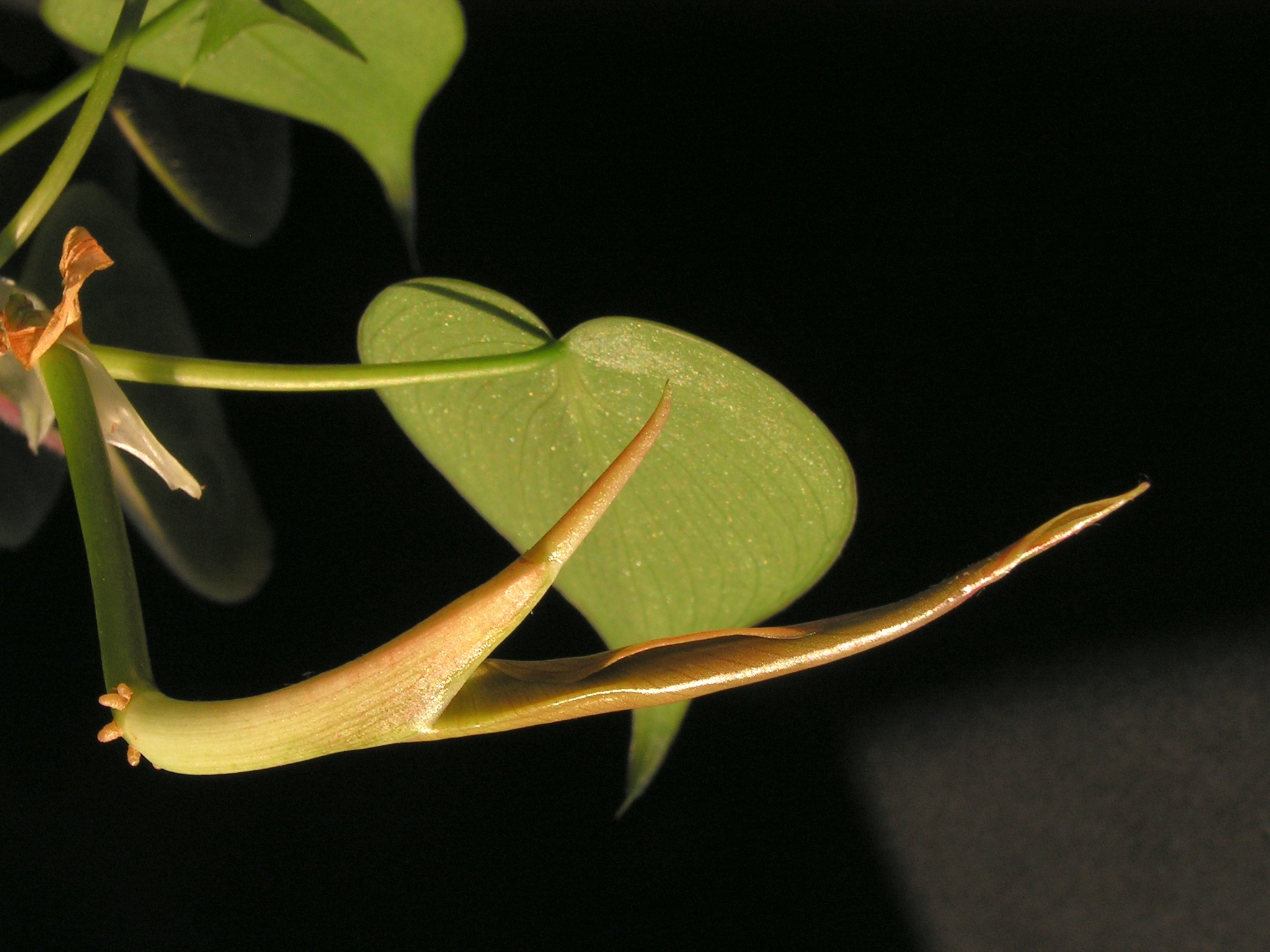 Recorte da folha em forma de coração do filodendro, com suas nervuras visíveis
